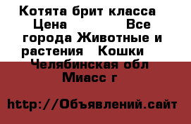 Котята брит класса › Цена ­ 20 000 - Все города Животные и растения » Кошки   . Челябинская обл.,Миасс г.